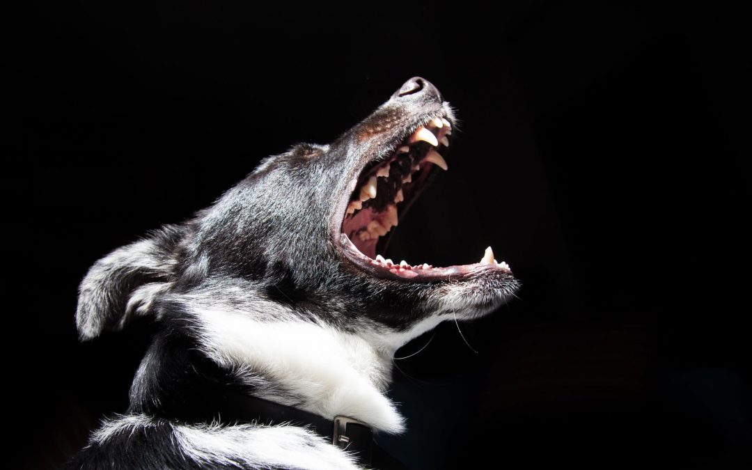 Rockford, IL – Child Attacked By Dog At 22 Wilshire Dr