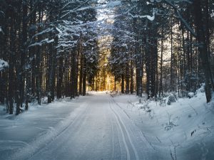 A snowy road through the woods with sun shining